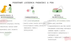 Lek na padaczkę dla psa to klucz do jego zdrowia. Na schemacie podstawy leczenia: współpraca z weterynarzem, farmakoterapia i opieka właściciela.