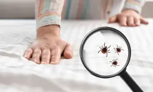 Dłoń na białej pościeli, pod lupą widać kleszcze. Poznaj co odstrasza kleszcze domowe sposoby.