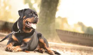 Złoty rottweiler leży na chodniku, dysząc z językiem na zewnątrz. Tło jest rozmyte, z drzewem i jesiennym światłem.