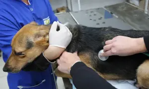 Weterynarz osłuchuje stetoskopem chorego psa, który leży na stole.