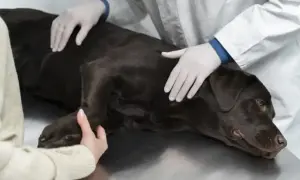 Weterynarz i właściciel głaszczą śpiącego psa na stole. Uśpienie psa to trudny moment.