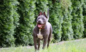 Amstaff z otwartym pyskiem, gotowy do zabawy, z charakterystycznym uściskiem szczęki, na tle zielonych drzew.