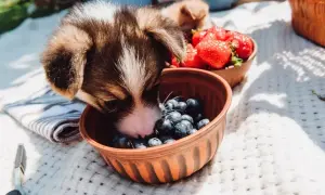 Szczeniak corgi zajada się borówkami, sprawdzając, czy pies może jeść borówki. Obok miska z truskawkami.