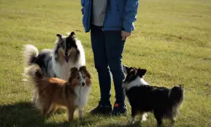 Trzy psy: owczarek szetlandzki rudy, owczarek szetlandzki czarno-biały i duży, marmurkowy owczarek szkocki, stoją na trawie obok osoby.