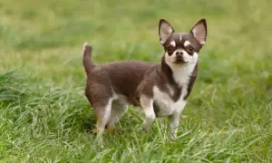 Mały, brązowo-biały chihuahua krótkowłosa stoi na zielonej trawie, patrząc w obiektyw.