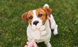 Czy pies może jeść lody? Ten Jack Russell Terrier z pewnością chciałby spróbować tego lodowego przysmaku w kształcie łapki.