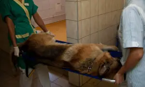 Weterynarz z pomocnikiem transportuje uśpionego psa na noszach. Pies leży spokojnie, gotowy na zabieg.