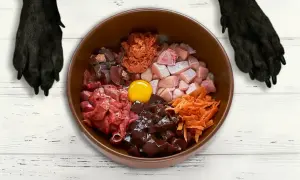 Miska pełna składników na zdrową **dietę BARF dla psa**: mięso, podroby, jajko i marchewka. Czekają na psie łapy.