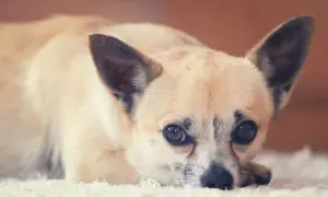 Słodki chihuahua leży na dywanie, jego oczy patrzą wprost. Długość życia tej rasy jest imponująca.