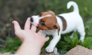 Mały szczeniak Jack Russell Terrier gryzie palec, badając świat. To normalne, dlaczego szczeniak gryzie.