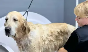 Złoty retriever w wannie, mokry i z rozwianym podszerstkiem, czeka na kąpiel.