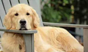 Złocisty retriever, przedstawiciel ras psów dużych, odpoczywa na krześle.