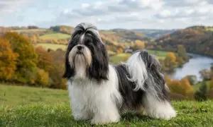 Czy shih tzu ma włosy? Tak, ten piesek ma długie, bujne włosy, które tworzą mu imponującą grzywę i ogon.