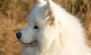 Piękny samoyed w profilu, z puszystym białym futrem. Zastanawiasz się nad samoyed cena?
