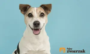 Uśmiechnięty jack russell terrier gładkowłosy z uszami w górę, na jasnoniebieskim tle.