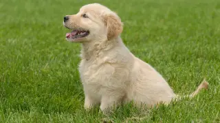Uroczy szczeniak golden retriever siedzi na zielonej trawie, z otwartym pyszczkiem i wesołym spojrzeniem.
