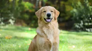 Uśmiechnięty retriever siedzi na trawie, z rozmazanym tłem drzew.