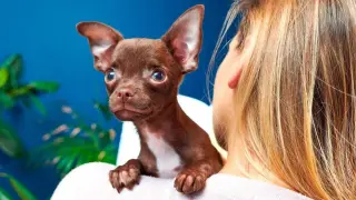 Mały, brązowy piesek chihuahua, który **ciułała** się na ramieniu blondynki, patrzy z zaciekawieniem.