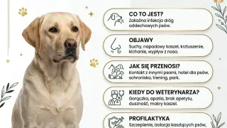 Labrador z objawami kaszlu kenelowego: suchy kaszel, kichanie, wypływ z nosa. Informacje o chorobie i profilaktyce.