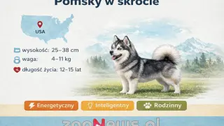 Uroczy pomsky, piesek z USA, jest energiczny, inteligentny i rodzinny. Ma 25-38 cm wysokości i waży 4-11 kg.