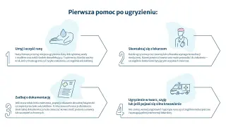 Pierwsza pomoc po ugryzieniu: umyj ranę, skontaktuj się z lekarzem, zadbaj o dokumentację szczepień przeciwko wściekliźnie. W razie ugryzienia w twarz, szyję lub silnego krwawienia wezwij pogotowie.