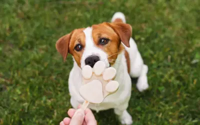 Czy pies może jeść lody? Ten Jack Russell Terrier z pewnością chciałby spróbować tego lodowego przysmaku w kształcie łapki.