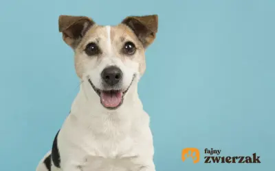 Uśmiechnięty jack russell terrier gładkowłosy z uszami w górę, na jasnoniebieskim tle.