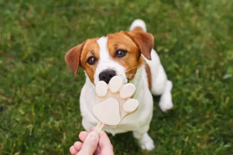 Czy pies może jeść lody? Ten Jack Russell Terrier z pewnością chciałby spróbować tego lodowego przysmaku w kształcie łapki.