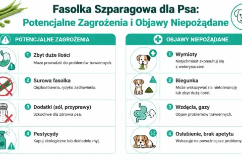 Czy pies może jeść fasolkę szparagową? Informacje o zagrożeniach: zbyt duże ilości, surowa fasolka, dodatki, pestycydy. Objawy niepożądane: wymioty, biegunka, wzdęcia, osłabienie.