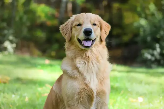 Uśmiechnięty retriever siedzi na trawie, z rozmazanym tłem drzew.