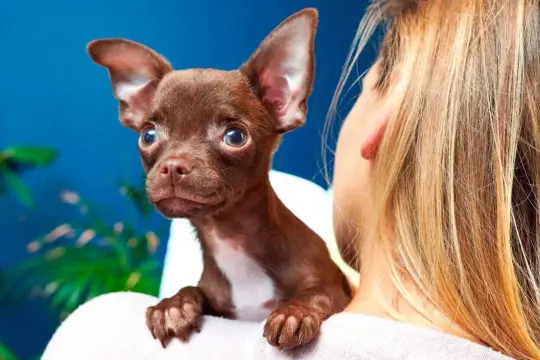 Mały, brązowy piesek chihuahua, który **ciułała** się na ramieniu blondynki, patrzy z zaciekawieniem.