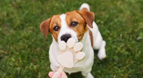 Czy pies może jeść lody? Ten Jack Russell Terrier z pewnością chciałby spróbować tego lodowego przysmaku w kształcie łapki.
