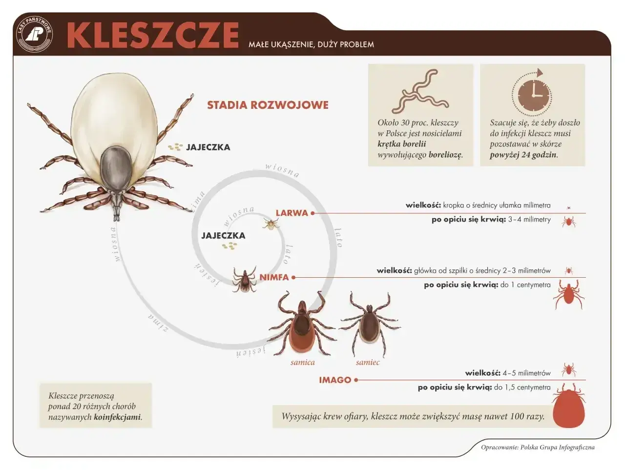 Ilustracja pokazuje, jak wygląda kleszcz na różnych etapach rozwoju: od jajeczka, przez larwę i nimfę, do dorosłego osobnika (imago).