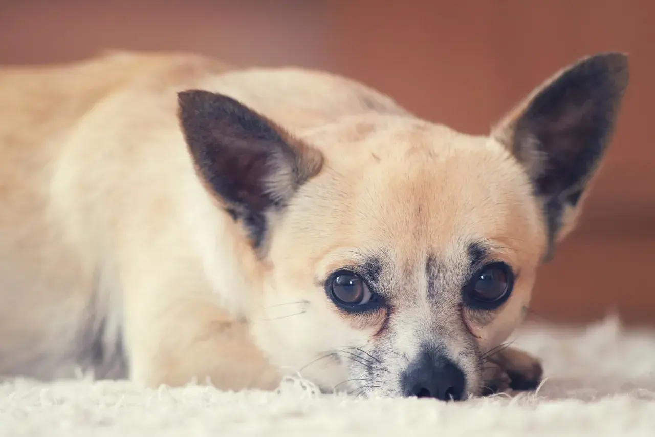 Słodki chihuahua leży na dywanie, jego oczy patrzą wprost. Długość życia tej rasy jest imponująca.