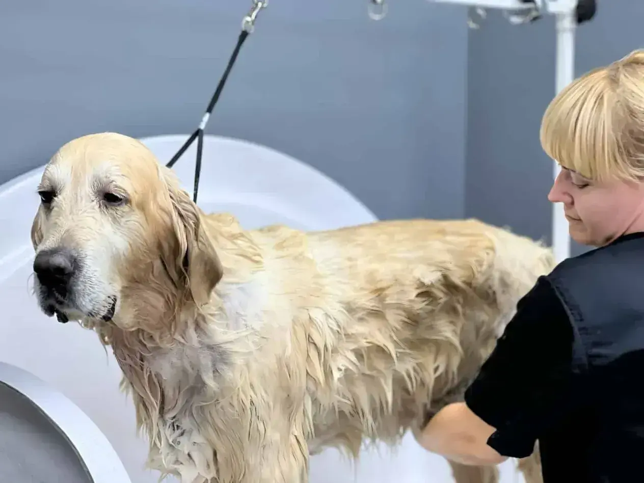 Złoty retriever w wannie, mokry i z rozwianym podszerstkiem, czeka na kąpiel.