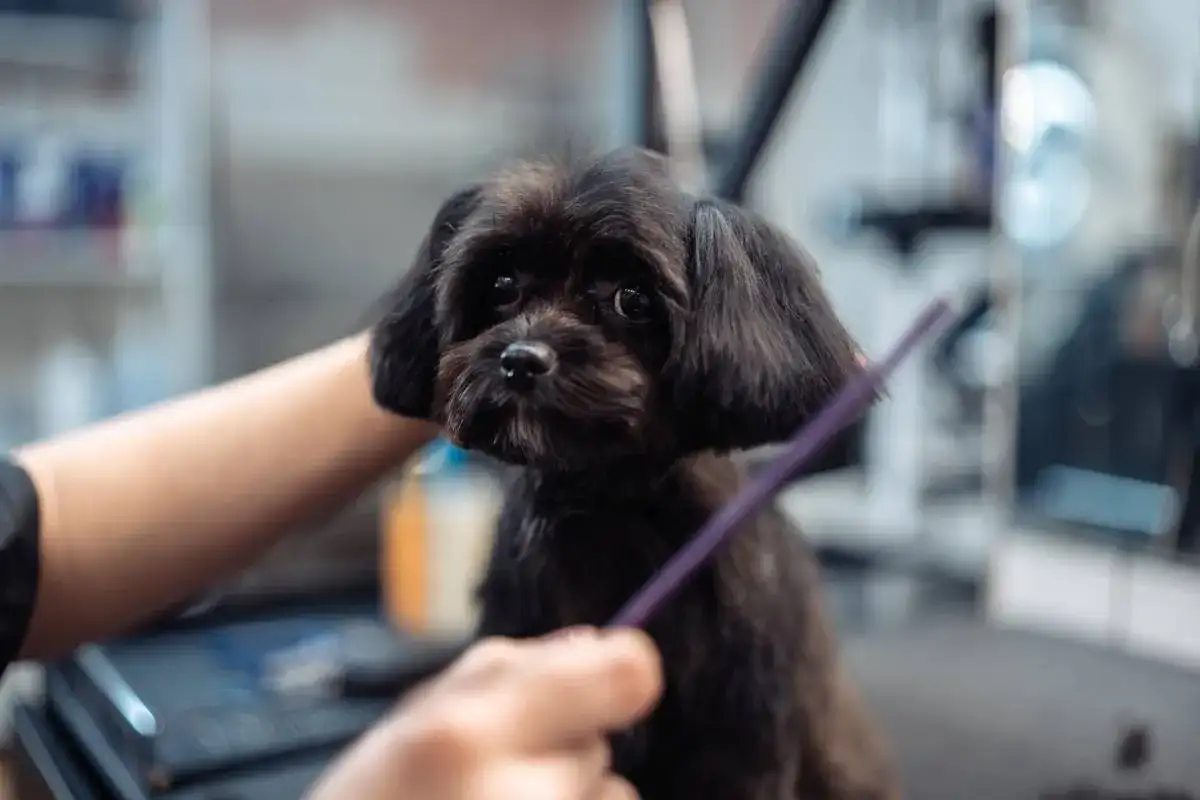 Czarny piesek czeka na trymowanie. Groomer delikatnie czesze jego sierść fioletową szczotką.