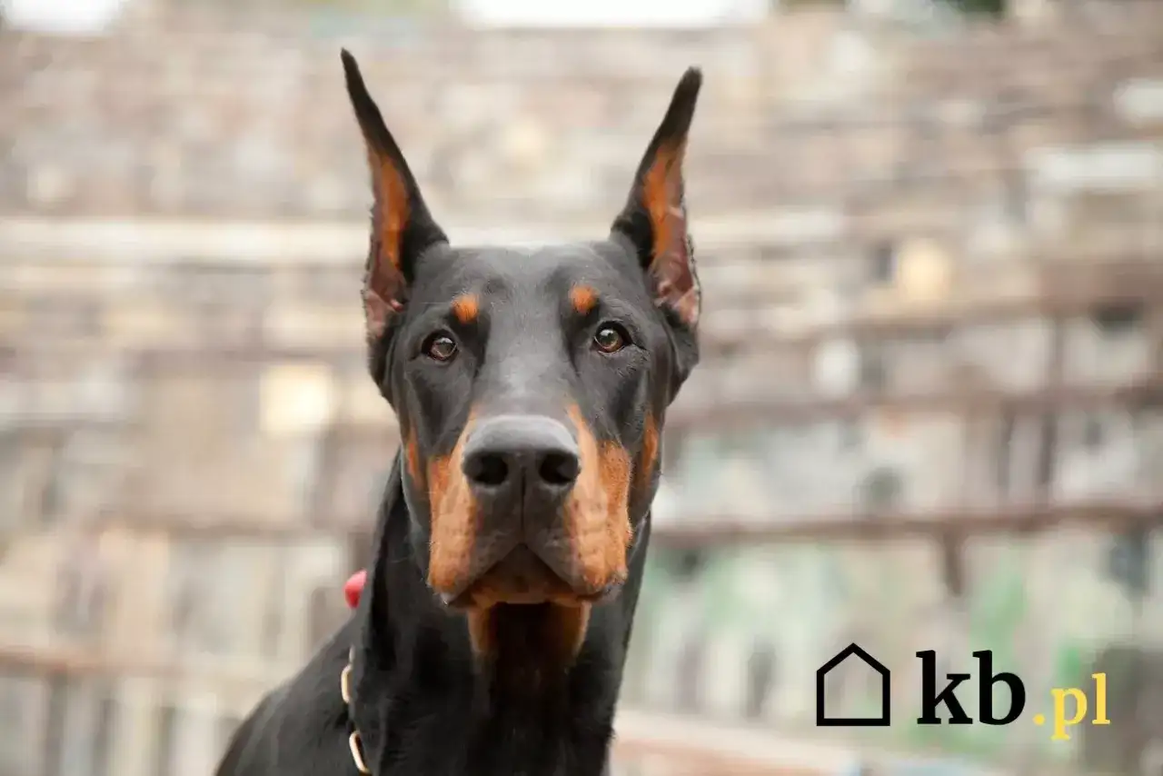 Portret eleganckiego dobermana z czujnym spojrzeniem. Zastanawiasz się nad doberman cena?