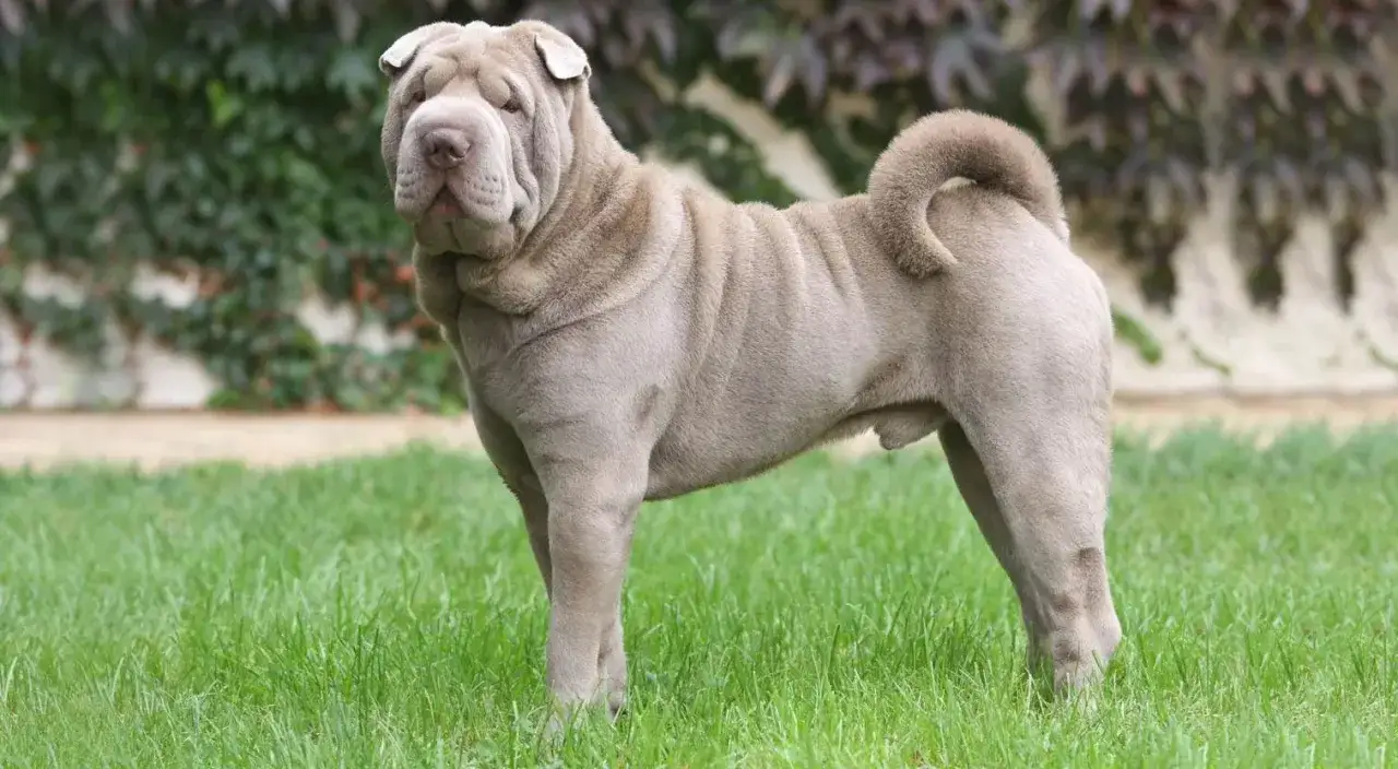 Pies rasy Shar Pei, jedna z ras psów dużych, z charakterystycznymi zmarszczkami na pysku i ciele, stoi na trawie.
