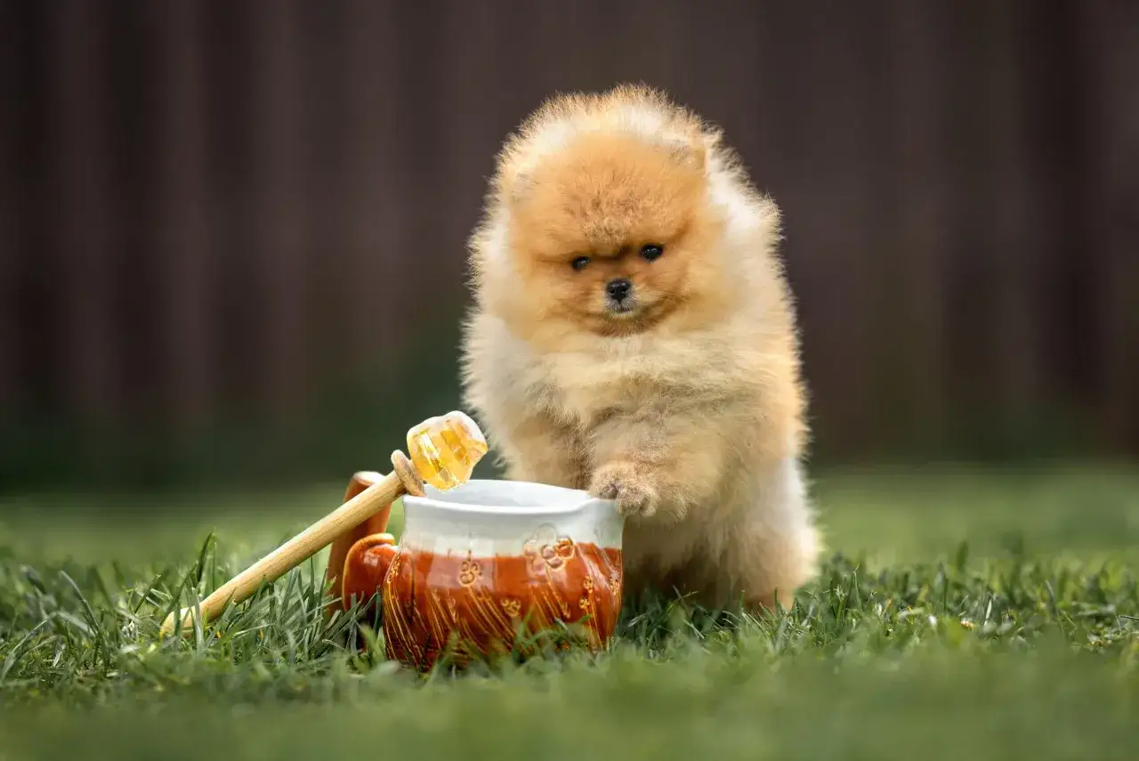 Puszysty szczeniak pomeranian zaciekawiony miodem w dzbanuszku. Czy pies może jeść miód? To pytanie nurtuje wielu właścicieli.