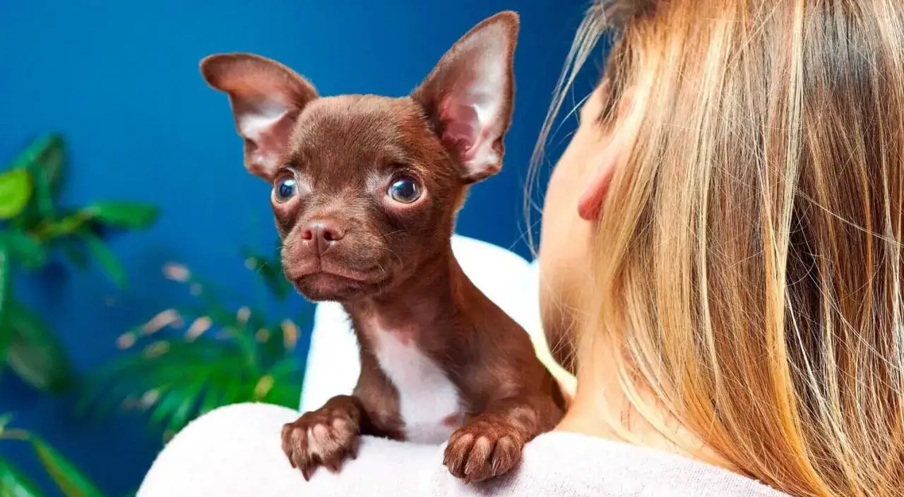 Mały, brązowy chihuahua z wielkimi uszami spogląda zza ramienia blondynki. Jego ciekawski charakter widać w oczach.
