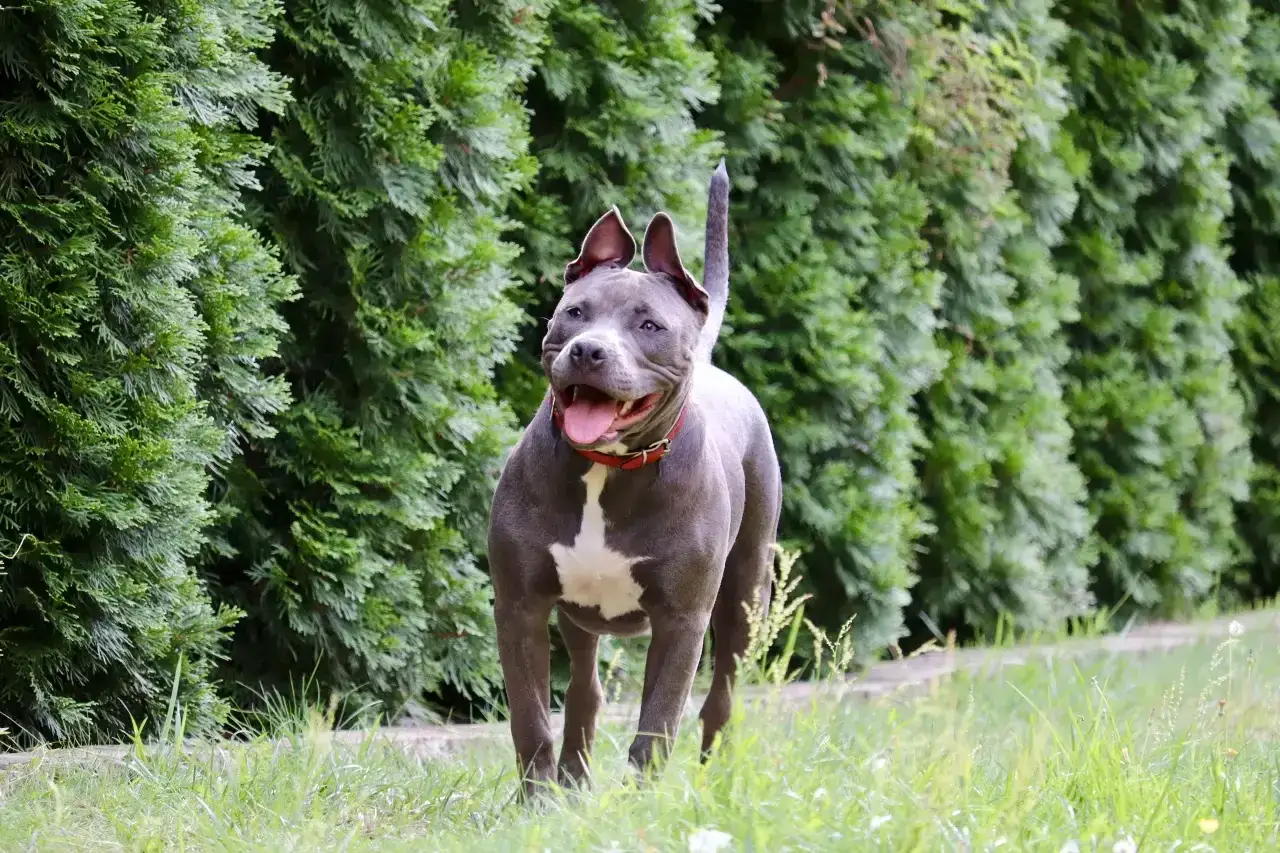 Amstaff z otwartym pyskiem, gotowy do zabawy. Jego potężna budowa i charakterystyczny uścisk szczęki budzą respekt, ale w tym momencie widać tylko radość.