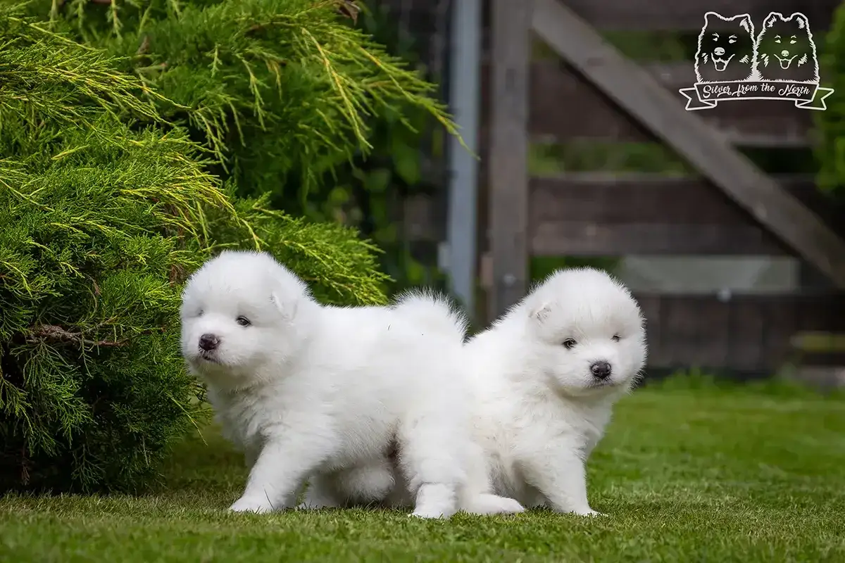 Dwa urocze szczenięta rasy samoyed na trawie. Zastanawiasz się nad samoyed cena? Te puchate kuleczki są warte każdej ceny!