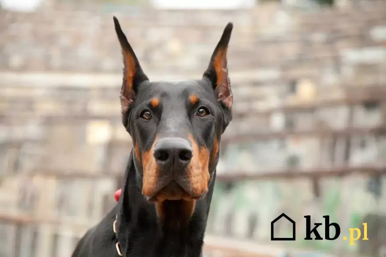 Portret dobermana z czujnym spojrzeniem. Zastanawiasz się nad doberman cena?