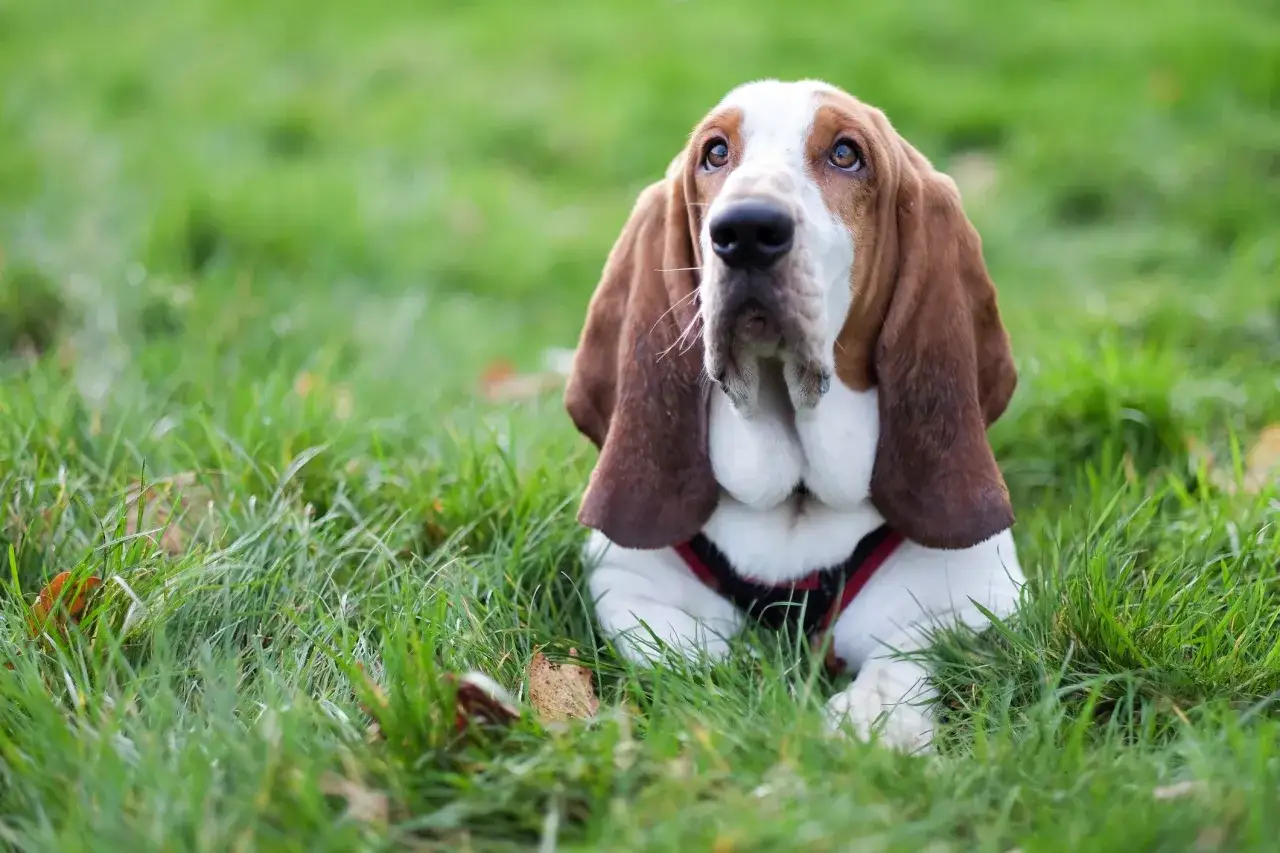 Uroczy basset hound z długimi uszami leży na trawie. Jego fafle opadają, nadając mu smutny, ale sympatyczny wygląd.
