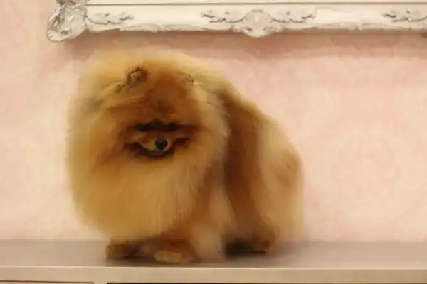 Uroczy biszkoptowy piesek rasy pomeranian, z puszystą sierścią, siedzi na blacie.