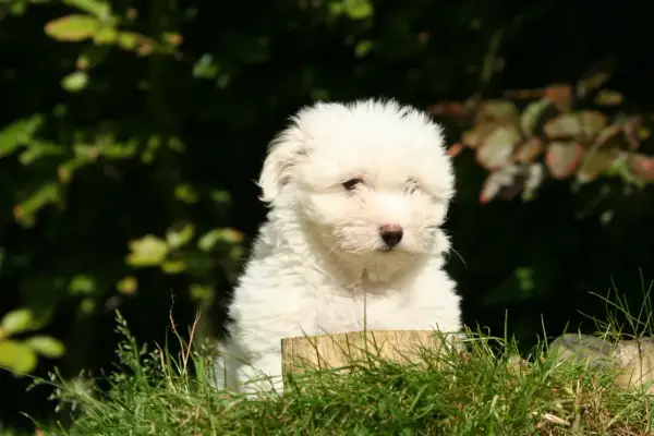 Uroczy szczeniak coton de tulear siedzi w trawie, z zaciekawieniem spoglądając przed siebie.