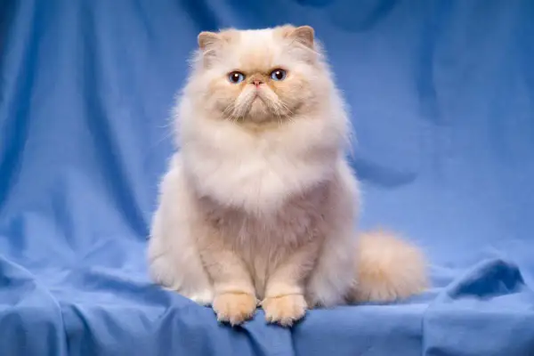 Puszysty, kremowy kot z niebieskimi oczami siedzi na niebieskim tle.