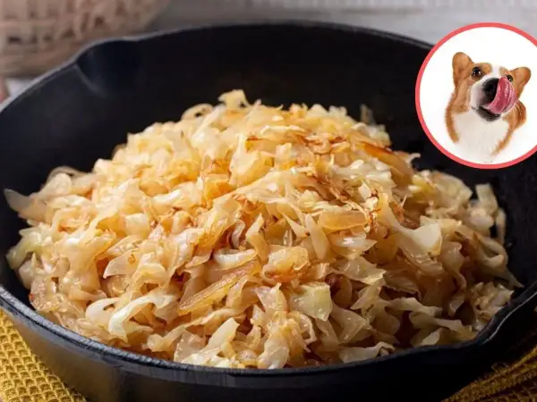 Czy pies może jeść kapustę? Na zdjęciu widzimy miskę z kapustą i ciekawskiego Corgi, który oblizuje pyszczek.