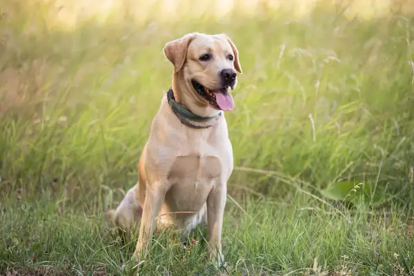 Uśmiechnięty labrador siedzi na łące. Jego cena jest nieznana, ale jego radość jest bezcenna.