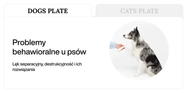 Pies rasy border collie podaje łapę, symbolizując radzenie sobie z agresją lękową i innymi problemami behawioralnymi u psów.